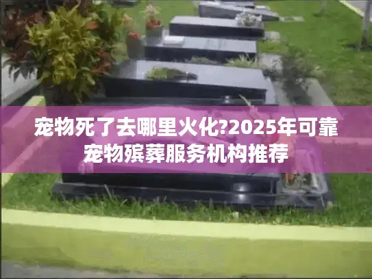 宠物死了去哪里火化?2025年可靠宠物殡葬服务机构推荐