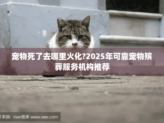 宠物死了去哪里火化?2025年可靠宠物殡葬服务机构推荐