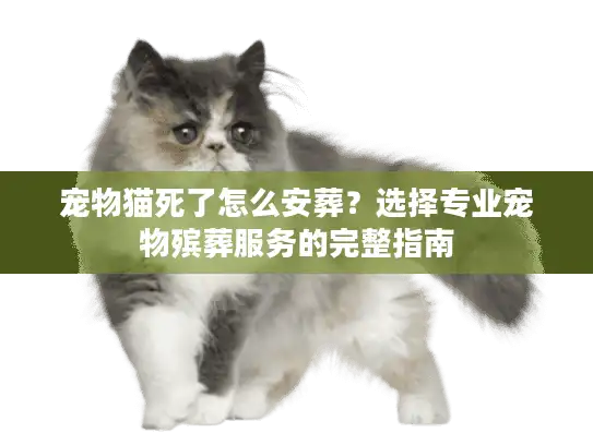 宠物猫死了怎么安葬？选择专业宠物殡葬服务的完整指南