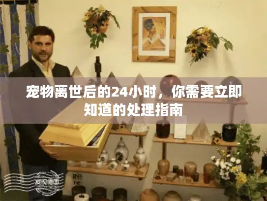 宠物离世后的24小时，你需要立即知道的处理指南