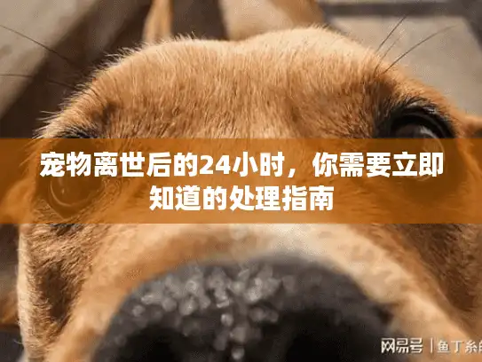 宠物离世后的24小时，你需要立即知道的处理指南