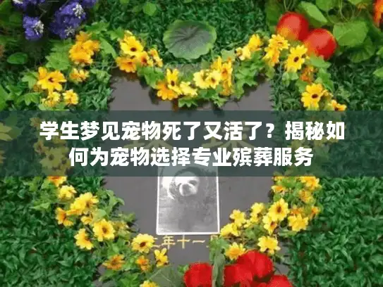 学生梦见宠物死了又活了？揭秘如何为宠物选择专业殡葬服务