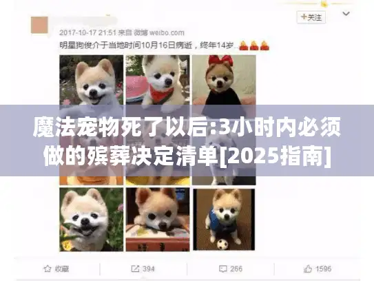 魔法宠物死了以后:3小时内必须做的殡葬决定清单[2025指南]