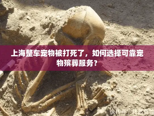 上海整车宠物被打死了，如何选择可靠宠物殡葬服务？