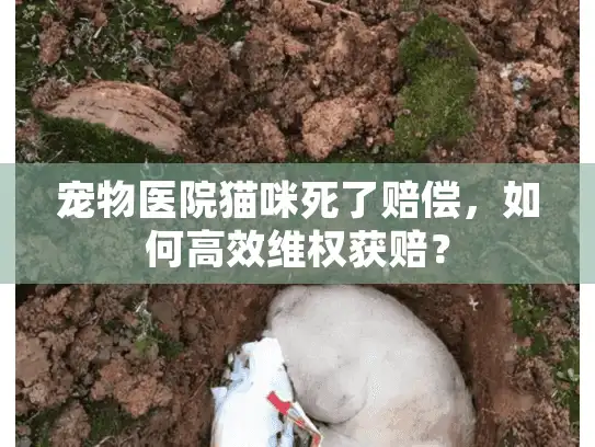 宠物医院猫咪死了赔偿，如何高效维权获赔？