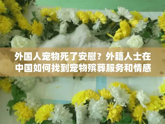 外国人宠物死了安慰？外籍人士在中国如何找到宠物殡葬服务和情感支持