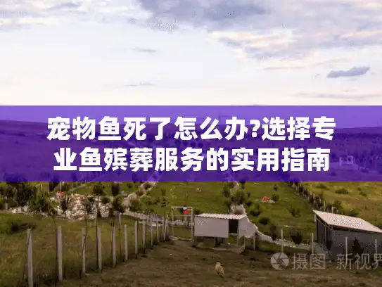 宠物鱼死了怎么办?选择专业鱼殡葬服务的实用指南