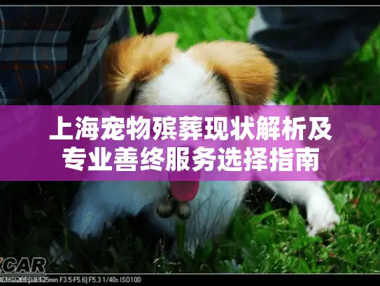 上海宠物殡葬现状解析及专业善终服务选择指南