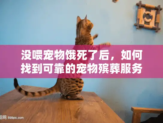 没喂宠物饿死了后，如何找到可靠的宠物殡葬服务？