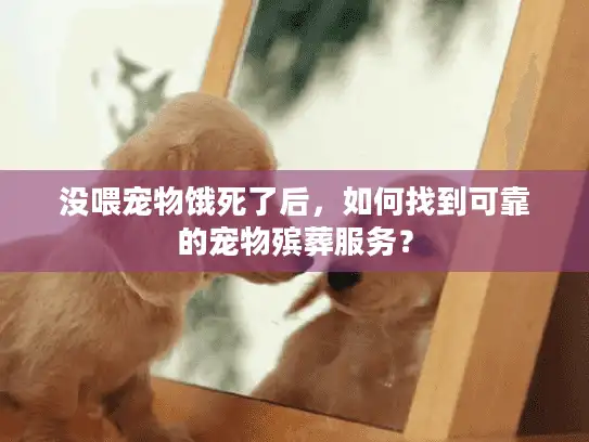 没喂宠物饿死了后，如何找到可靠的宠物殡葬服务？