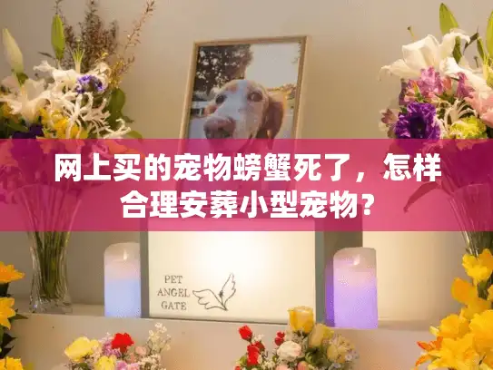 网上买的宠物螃蟹死了，怎样合理安葬小型宠物？