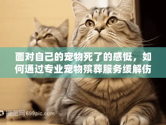 面对自己的宠物死了的感慨，如何通过专业宠物殡葬服务缓解伤痛？