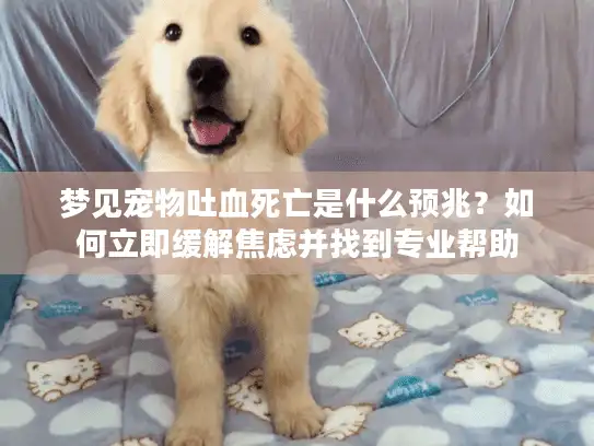 梦见宠物吐血死亡是什么预兆？如何立即缓解焦虑并找到专业帮助