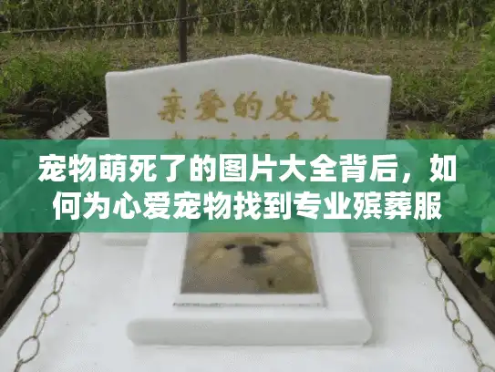 宠物萌死了的图片大全背后，如何为心爱宠物找到专业殡葬服务？