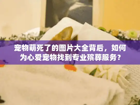 宠物萌死了的图片大全背后，如何为心爱宠物找到专业殡葬服务？