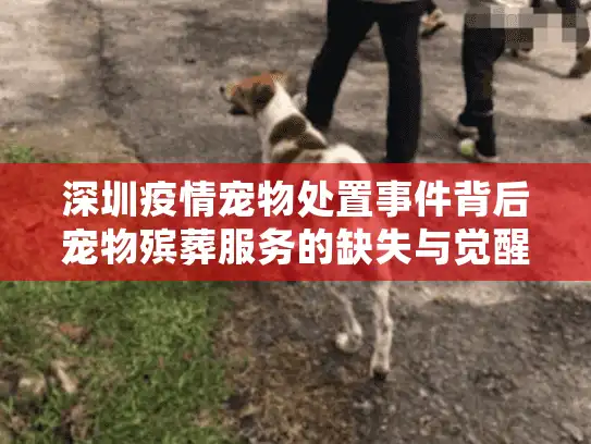 深圳疫情宠物处置事件背后宠物殡葬服务的缺失与觉醒