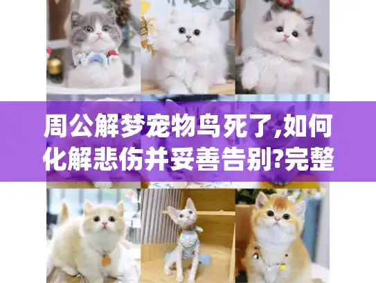周公解梦宠物鸟死了,如何化解悲伤并妥善告别?完整指南)