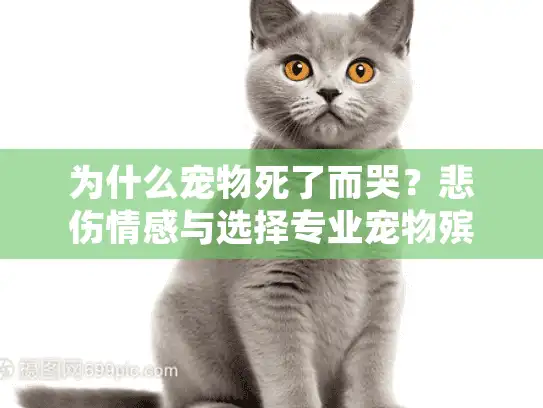为什么宠物死了而哭？悲伤情感与选择专业宠物殡葬服务的指南