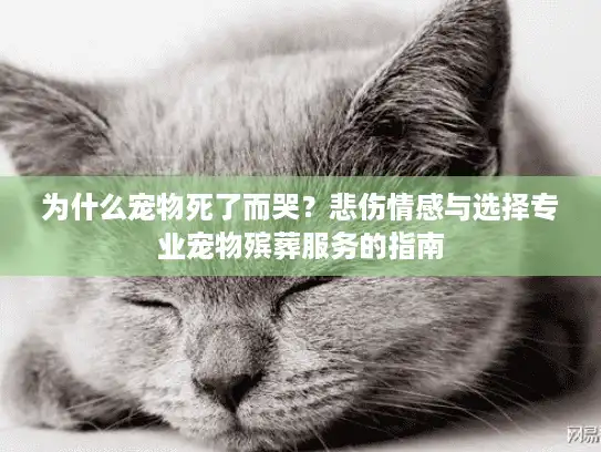 为什么宠物死了而哭？悲伤情感与选择专业宠物殡葬服务的指南