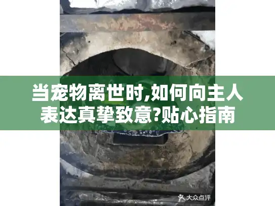 当宠物离世时,如何向主人表达真挚致意?贴心指南