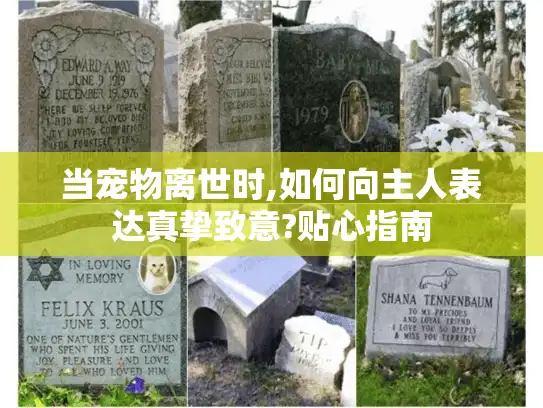 当宠物离世时,如何向主人表达真挚致意?贴心指南