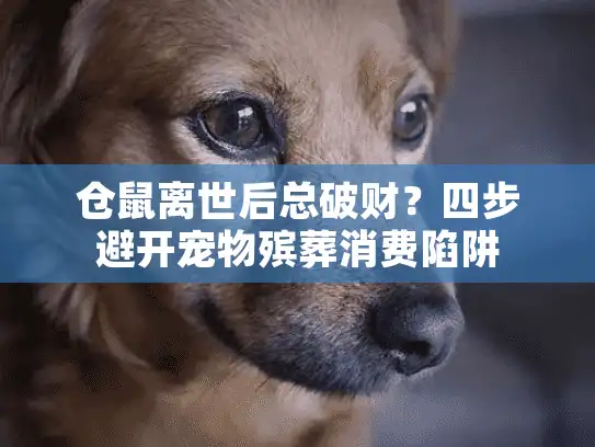 仓鼠离世后总破财？四步避开宠物殡葬消费陷阱