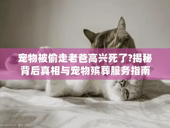 宠物被偷走老爸高兴死了?揭秘背后真相与宠物殡葬服务指南
