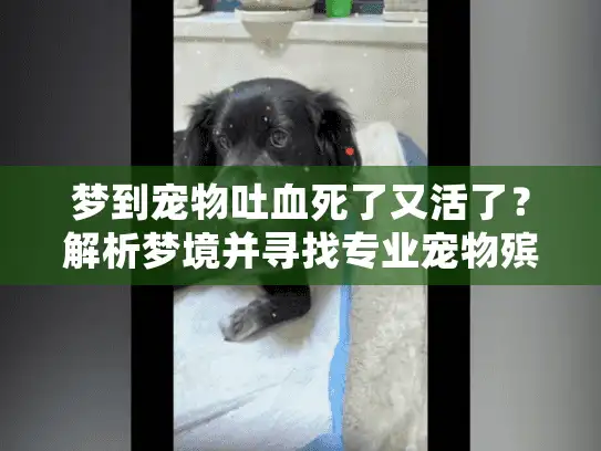 梦到宠物吐血死了又活了？解析梦境并寻找专业宠物殡葬服务指南