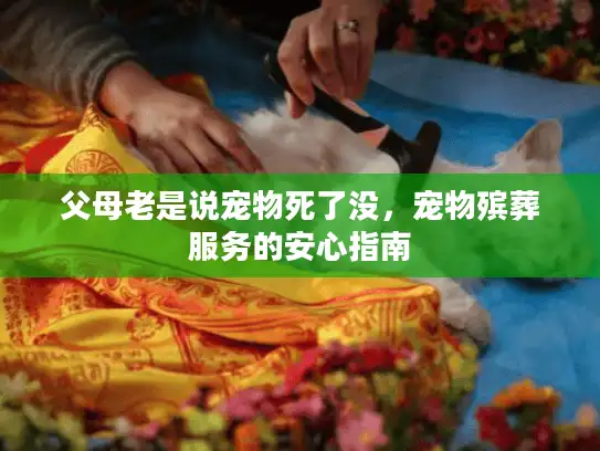 父母老是说宠物死了没，宠物殡葬服务的安心指南