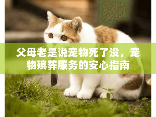 父母老是说宠物死了没，宠物殡葬服务的安心指南