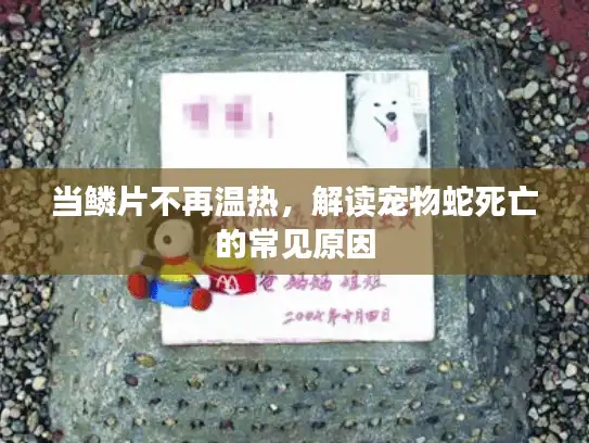 当鳞片不再温热，解读宠物蛇死亡的常见原因