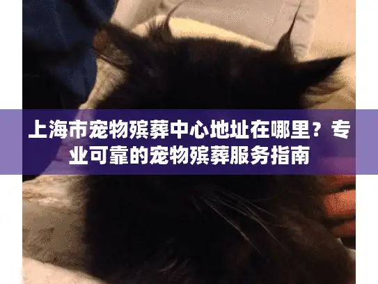 上海市宠物殡葬中心地址在哪里？专业可靠的宠物殡葬服务指南