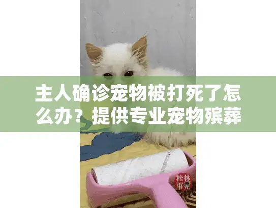 主人确诊宠物被打死了怎么办？提供专业宠物殡葬服务安心解决方案