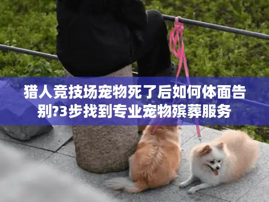 猎人竞技场宠物死了后如何体面告别?3步找到专业宠物殡葬服务
