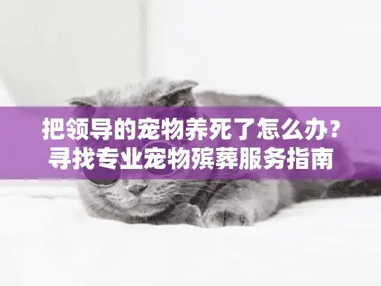 把领导的宠物养死了怎么办？寻找专业宠物殡葬服务指南