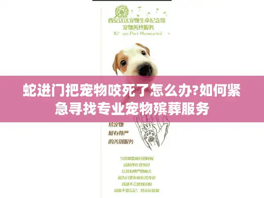 蛇进门把宠物咬死了怎么办?如何紧急寻找专业宠物殡葬服务