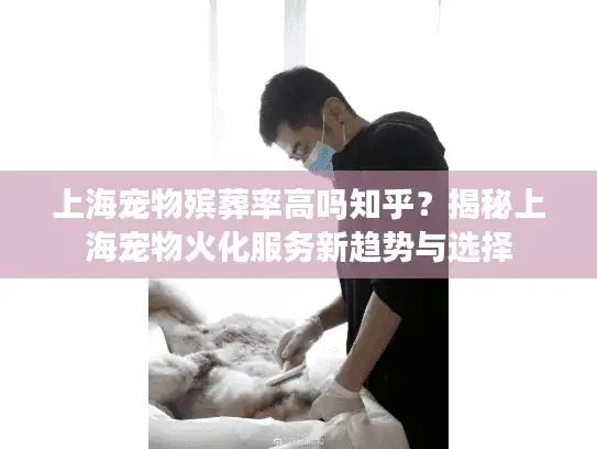 上海宠物殡葬率高吗知乎？揭秘上海宠物火化服务新趋势与选择