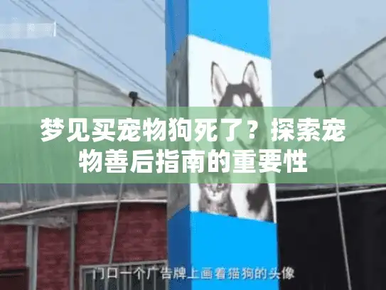 梦见买宠物狗死了？探索宠物善后指南的重要性