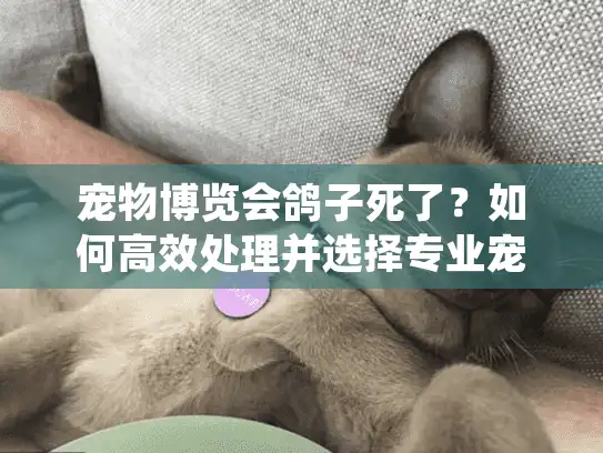 宠物博览会鸽子死了？如何高效处理并选择专业宠物殡葬服务