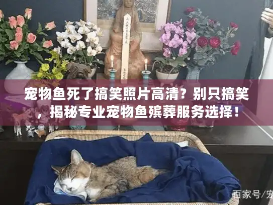 宠物鱼死了搞笑照片高清？别只搞笑，揭秘专业宠物鱼殡葬服务选择！