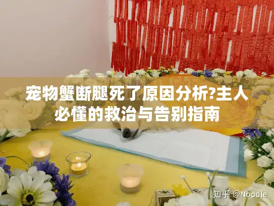 宠物蟹断腿死了原因分析?主人必懂的救治与告别指南