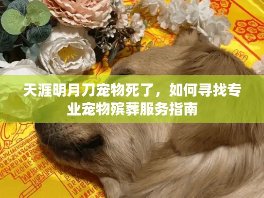 天涯明月刀宠物死了，如何寻找专业宠物殡葬服务指南