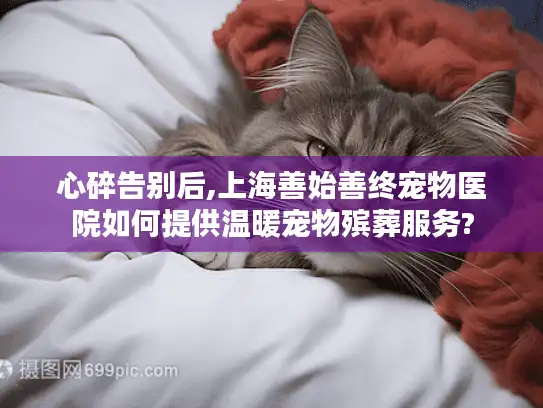心碎告别后,上海善始善终宠物医院如何提供温暖宠物殡葬服务?