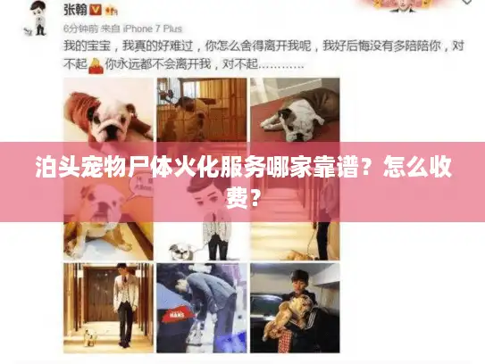 泊头宠物尸体火化服务哪家靠谱？怎么收费？