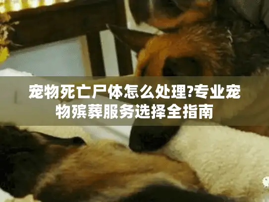 宠物死亡尸体怎么处理?专业宠物殡葬服务选择全指南