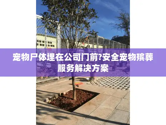 宠物尸体埋在公司门前?安全宠物殡葬服务解决方案