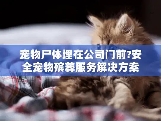 宠物尸体埋在公司门前?安全宠物殡葬服务解决方案