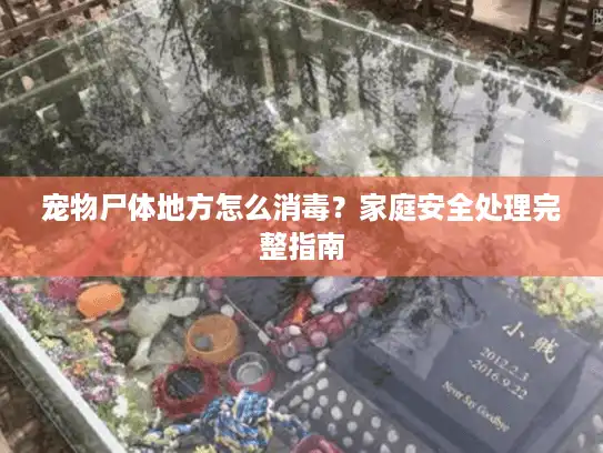 宠物尸体地方怎么消毒？家庭安全处理完整指南