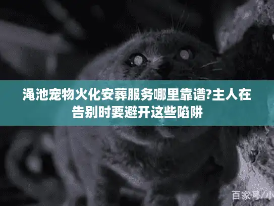 渑池宠物火化安葬服务哪里靠谱?主人在告别时要避开这些陷阱