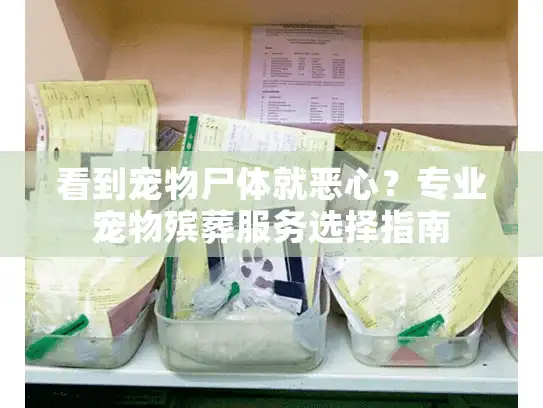 看到宠物尸体就恶心？专业宠物殡葬服务选择指南